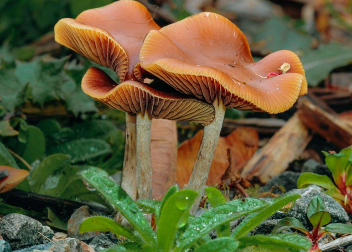 Psilocybe cyanescens (волнистые шляпки)