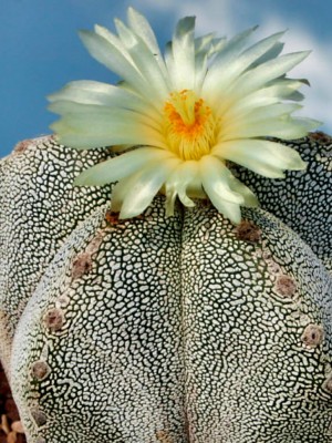 Astrophytum myriostigma cv. Onzuka