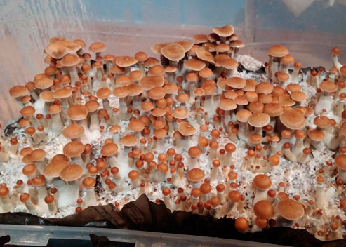 «Волшебные» грибы в домашних условиях: от выращивания до сушки