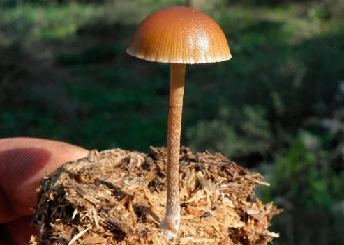 История «священных» грибов в Мексике