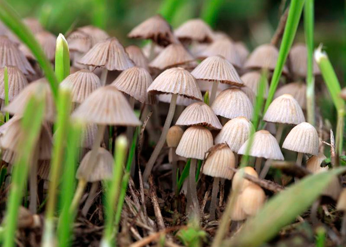Псилоцибиновые грибы: химический состав