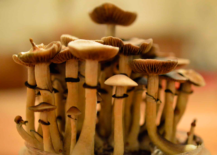 Культ грибов в Центральной Америке