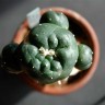 Купить недорого семена кактуса Lophophora williamsii SB 854