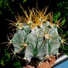 Семена кактусов Astrophytum ornatum var. mirbelii