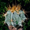 Купить семена кактуса Astrophytum ornatum var. mirbelii