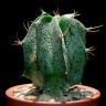Заказать семена кактуса Astrophytum ornatum MIX