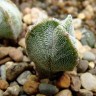 Семена кактуса Astrophytum myriostigma MIX