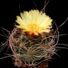 Семена кактуса Astrophytum MIX