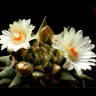 Купить семена кактуса Ariocarpus trigonus elongatus