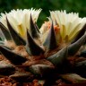 Семена кактуса Ariocarpus MIX