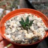 Заказать недорого семена кактусаAriocarpus fissuratus var. hintonii