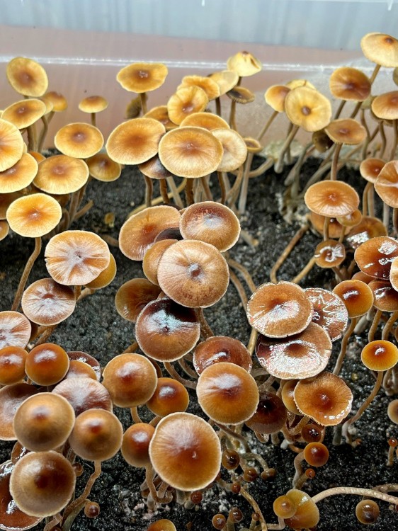 Psilocybe Galindoi именно споровые отпечатки (Есть наличие и в РФ и в Украине)