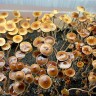 Psilocybe Galindoi именно споровые отпечатки (Есть наличие и в РФ и в Украине)