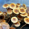 Psilocybe Galindoi именно споровые отпечатки (Есть наличие и в РФ и в Украине)