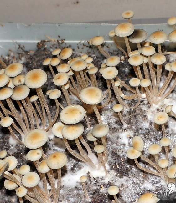 Panaeolus BVI (British Virgin Islands)