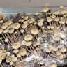 Panaeolus BVI (British Virgin Islands)