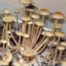 Panaeolus BVI (British Virgin Islands)