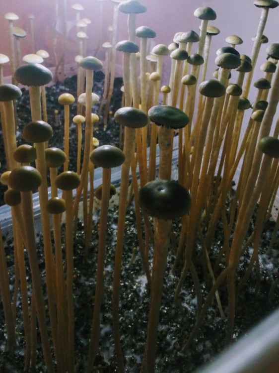 Panaeolus Cyanescens Wild Coast African