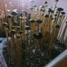 купить споры псилоцибиновых грибов Panaeolus Cyanescens Wild Coast African
