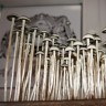 споры галлюциногенных грибов Panaeolus Cyanescens Wild Coast African