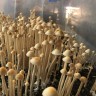 псилоцибиновый гриб споры выращивание Panaeolus Cyanescens