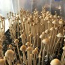 завели дело за приобретение спор псилоцибиновых грибов Panaeolus Cyanescens