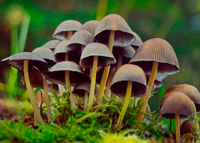 Полное руководство охотника за «волшебными» грибами: где, когда и как